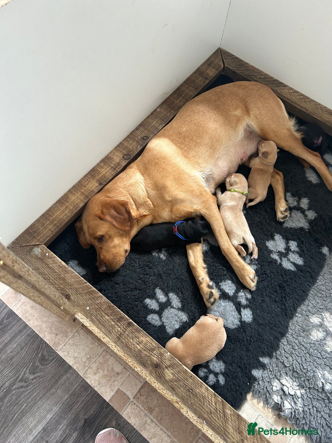 Labrador Retriever dogs for sale: Labrador Pups - Image 6