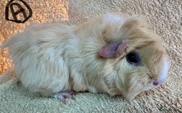 Guinea Pig rodents for sale: Various Gorgeous Guinea Pigs Available - Advert 7