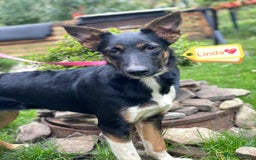 Mixed Breed dogs for adoption: 💖🐶 LINDA 🐶💖 - Image 11
