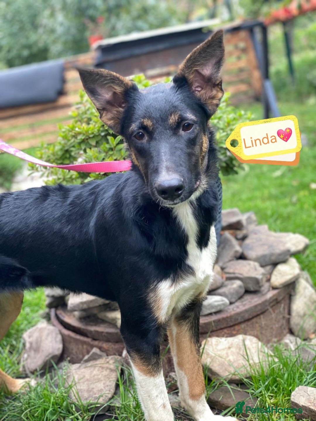 Mixed Breed dogs for adoption: 💖🐶 LINDA 🐶💖 - Image 11