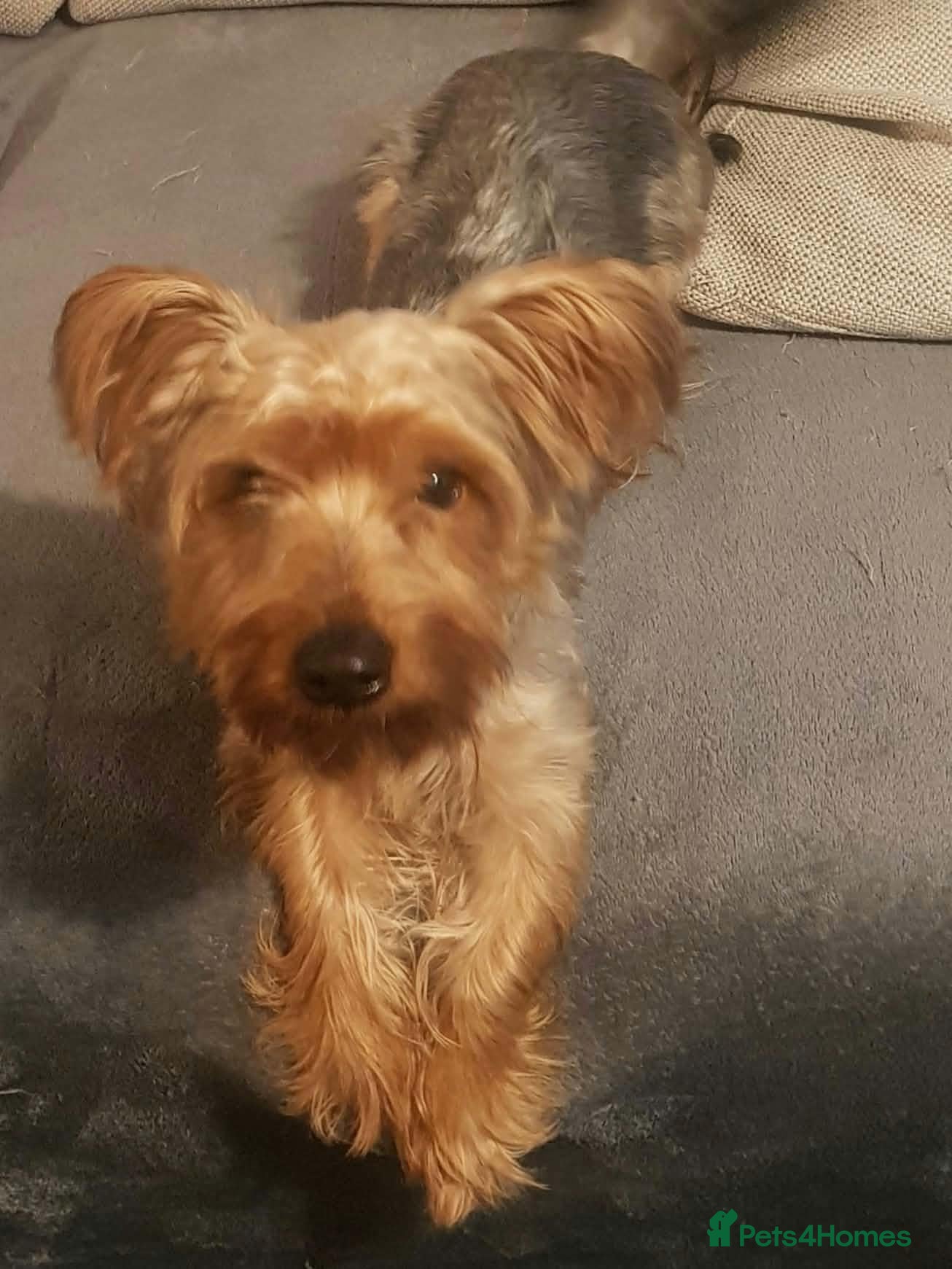 Yorkshire Terrier dogs 3 Yorkshire terriers for sale  - Advert 1