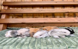Mini Lop rabbits for sale: Mini Lop Baby Buns 🌸 TWO REMAINING! - Image 7