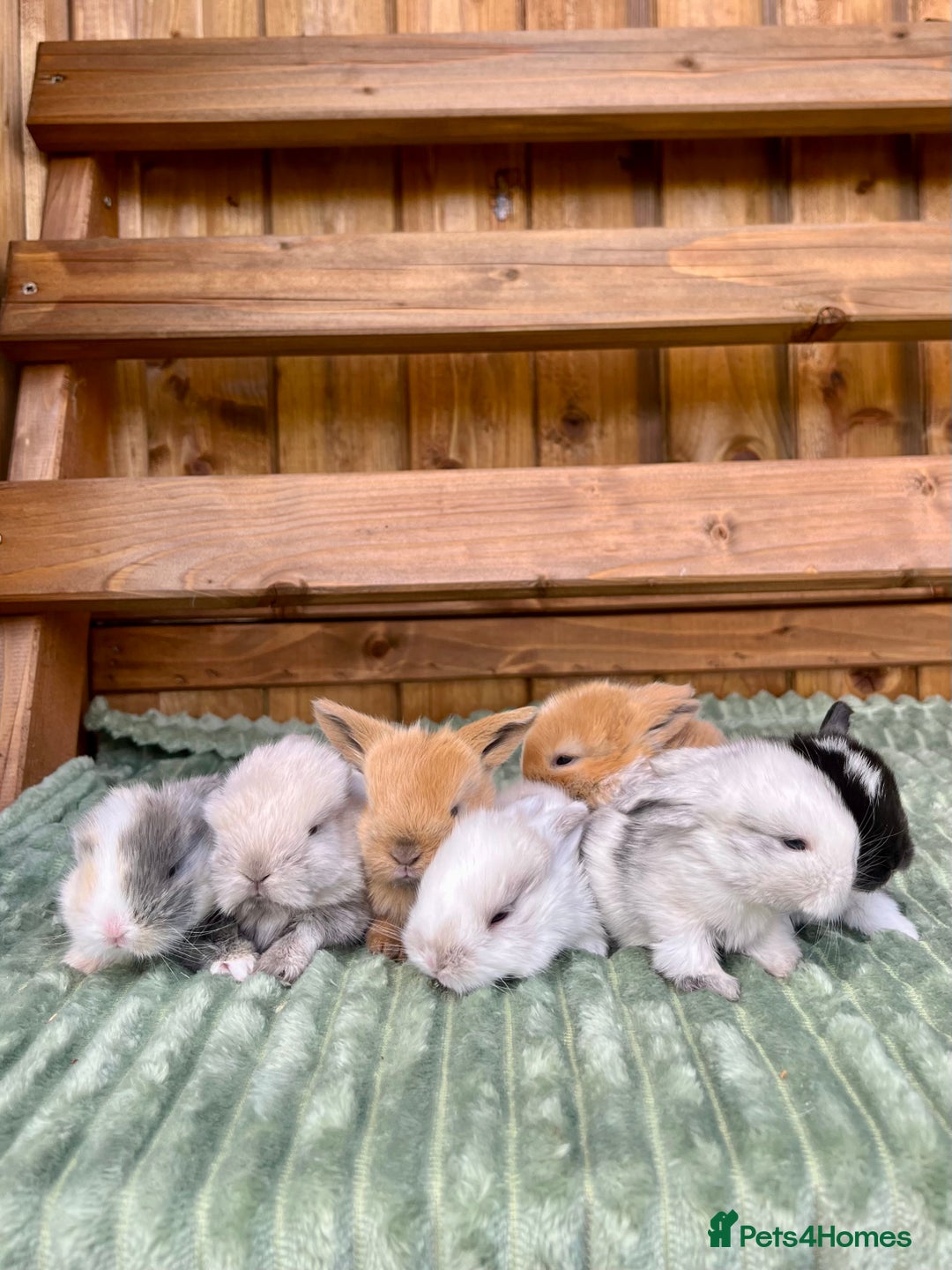 Mini Lop rabbits for sale: Mini Lop Baby Buns 🌸 TWO REMAINING! - Image 7