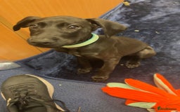 Mixed Breed dogs for sale: 4 month old Saluki X German shorthaired pointer - Image 1