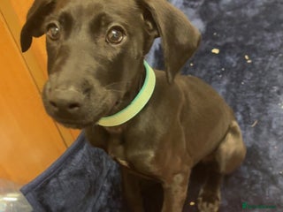 Mixed Breed dogs - Advert 31