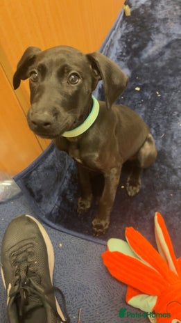 Mixed Breed dogs - Advert 3