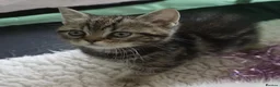 British Shorthair cats for sale: British Shorthair Kittens - Advert 17