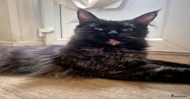 Maine Coon cats - Advert 8
