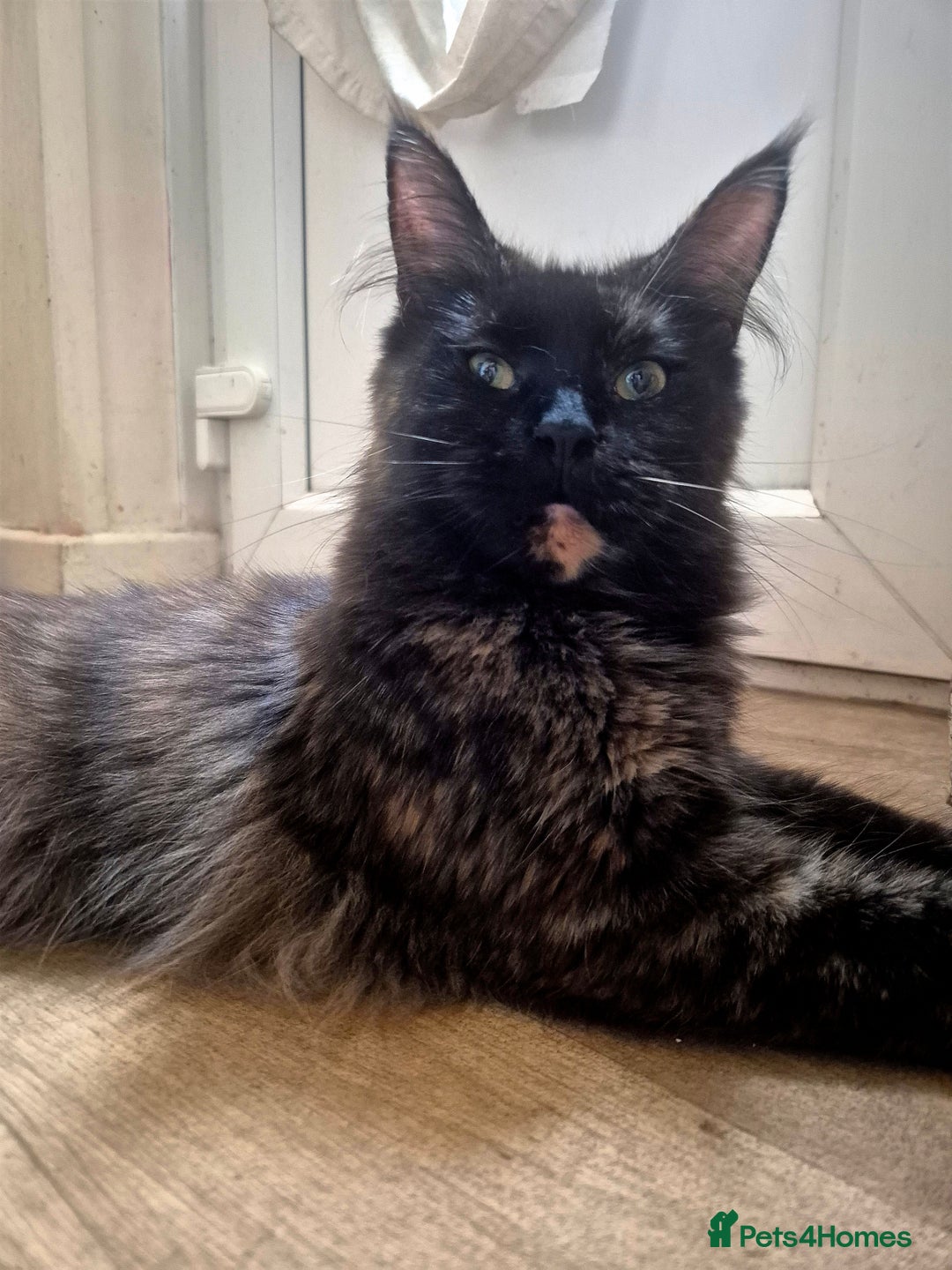Maine Coon cats for sale: Pedigree Maine Coon girl looking for new home - Image 3