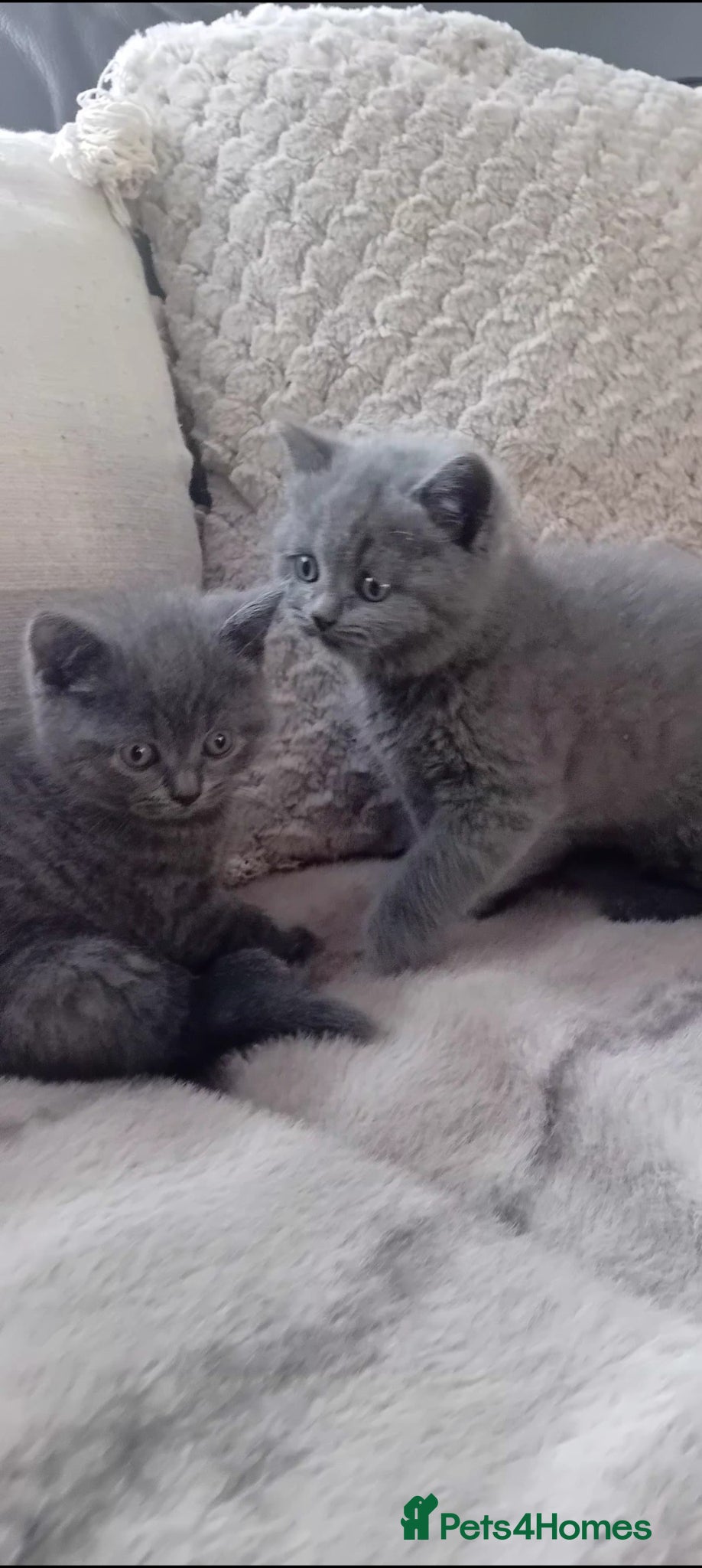 British Shorthair cats for sale: Gorgeous British Blue Shorthair Kittens - Advert 3