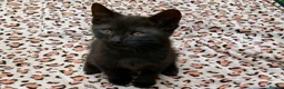 Mixed Breed cats for sale: Kittens for Sale. Ready Now for Loving Homes - Advert 9