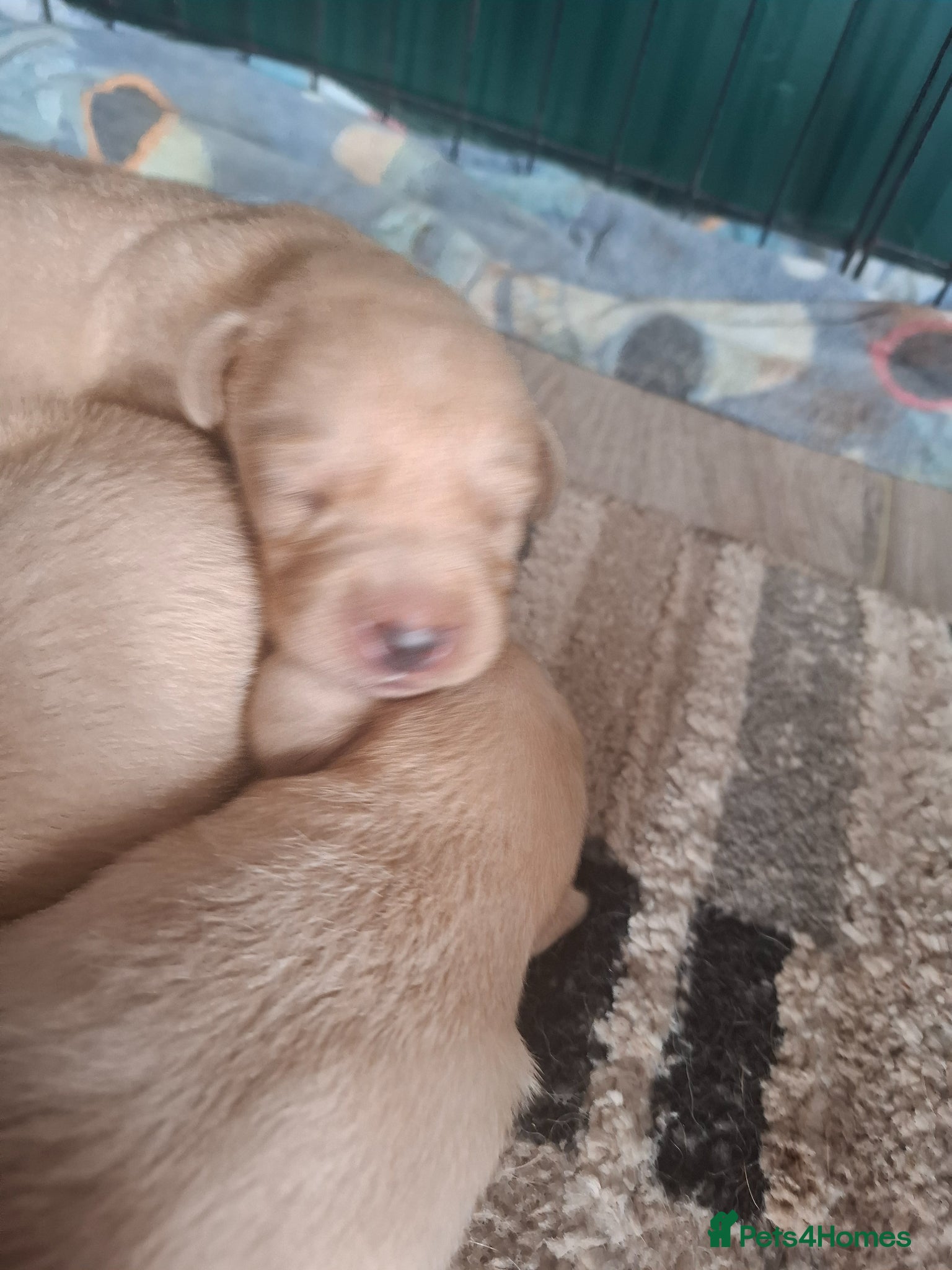 Labrador Retriever dogs for sale: KC Reg Labrador Pups in Newton Abbot - Advert 9
