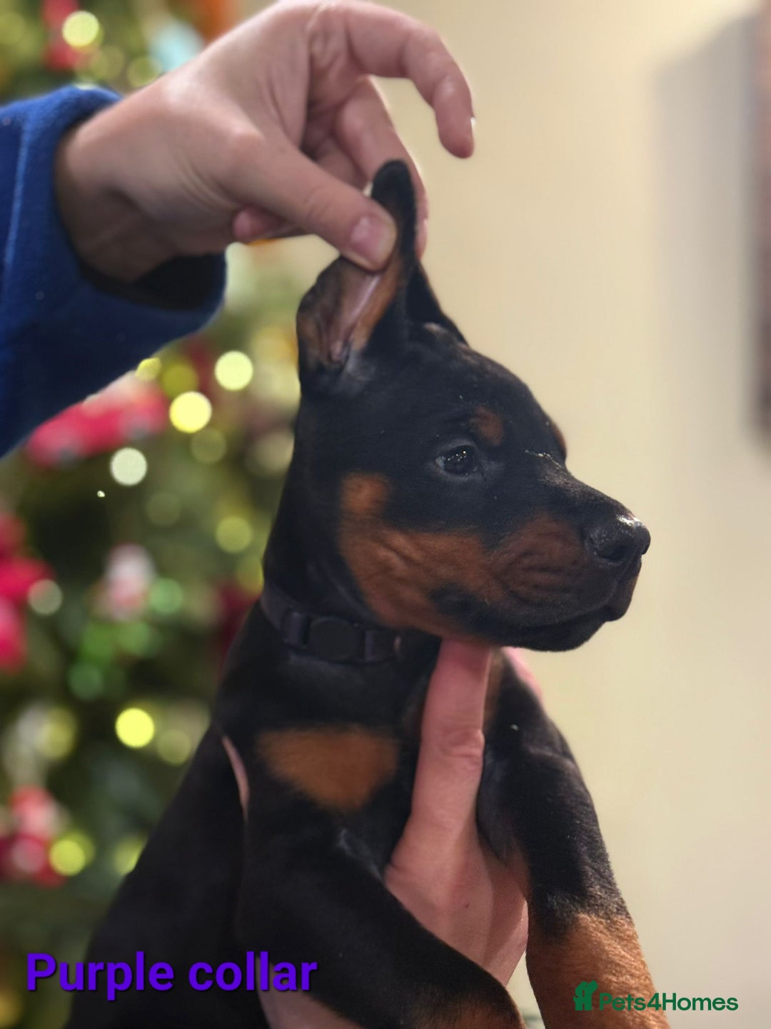 Dobermann dogs for sale: 🐾 Dobermann puppies/KC reg🐾 Top Pedigree - Advert 5