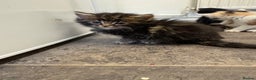 Maine Coon cats for sale: 7 adorable maincoon kittens  - Advert 3