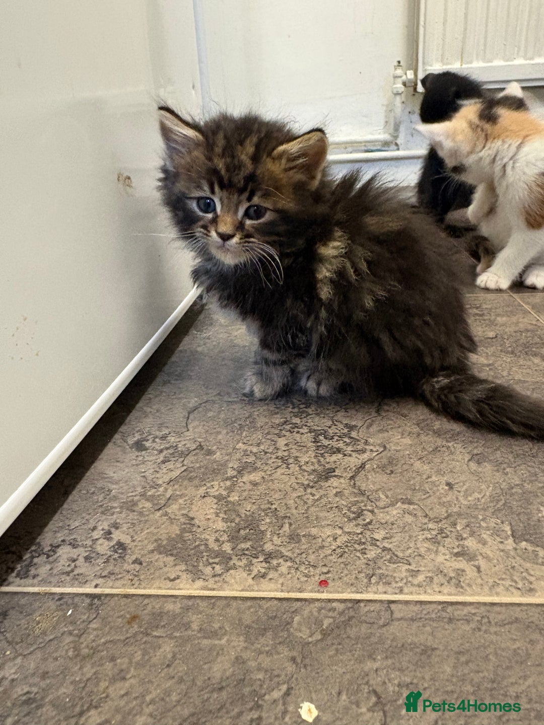 Maine Coon cats for sale: 7 adorable maincoon kittens  - Advert 3