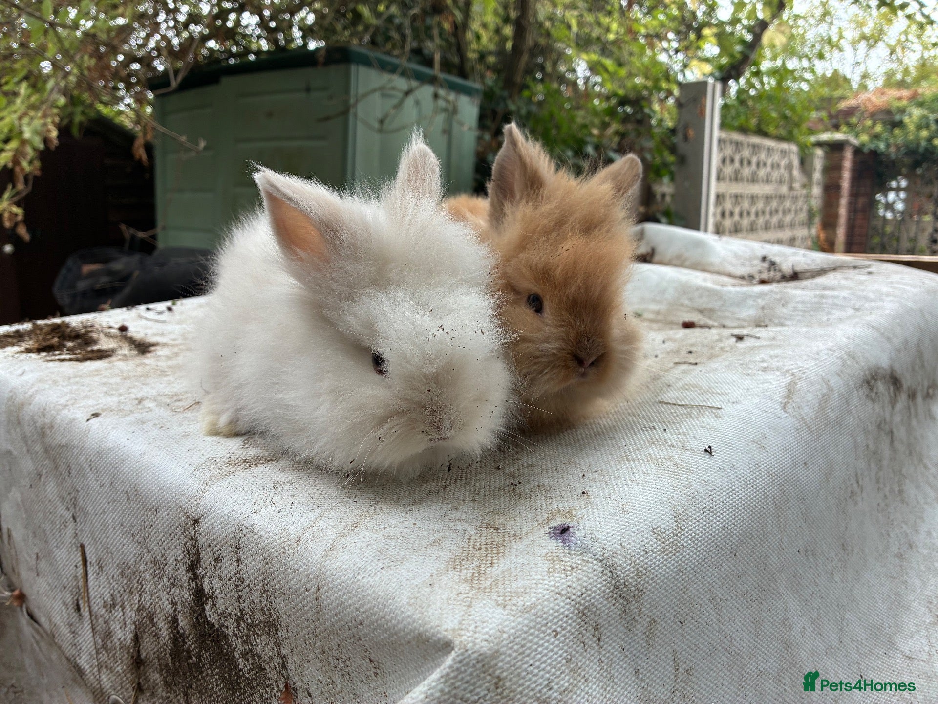 Lionhead rabbits 5 stunning lionhead babies - Advert 6