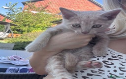Domestic Shorthair cats for sale: Kittens for sale  - Image 3