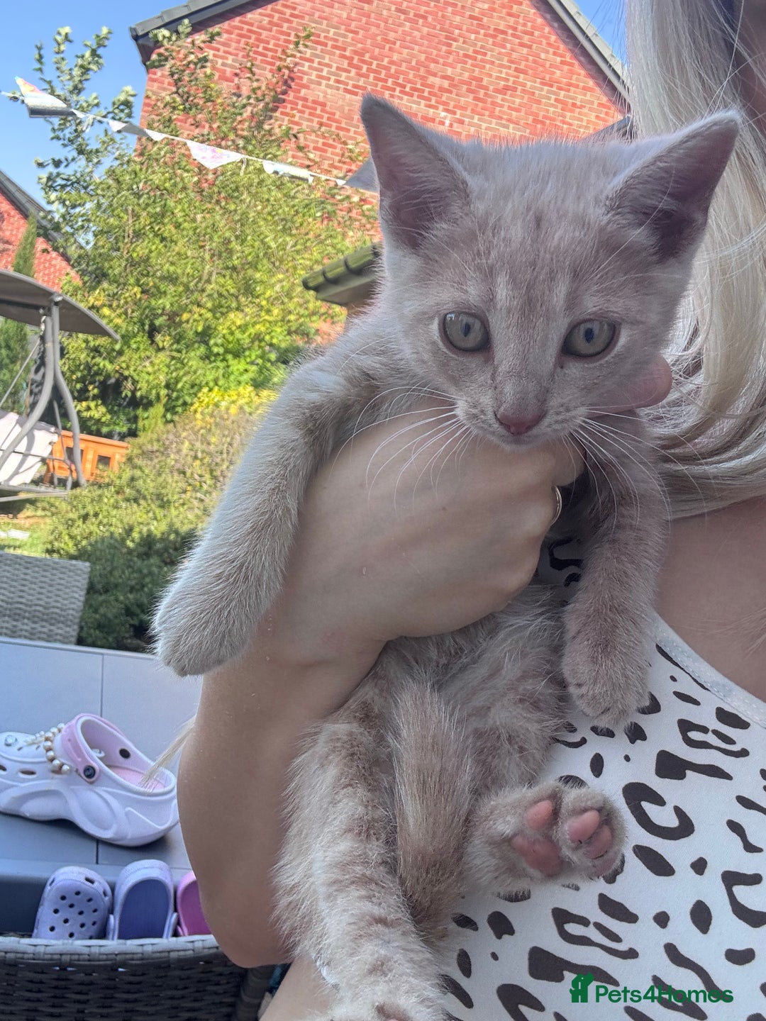 Domestic Shorthair cats for sale: Kittens for sale  - Image 3