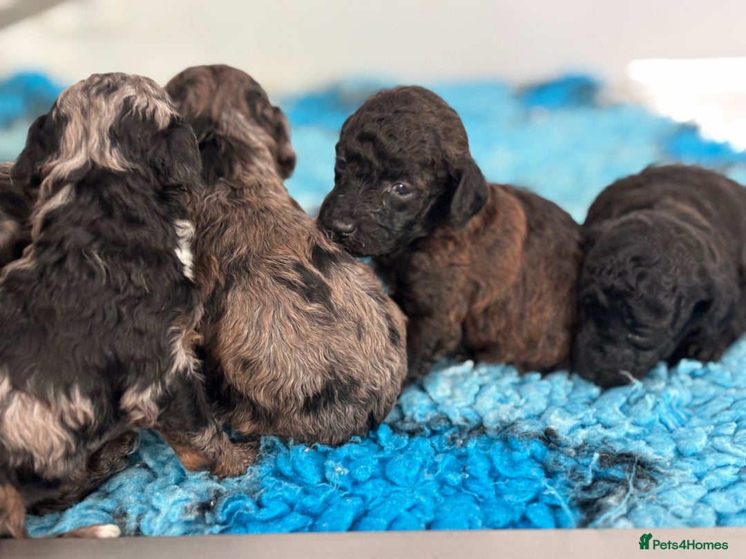 Miniature Poodle dogs for sale: Beautiful health tested miniature poodles  - Advert 9