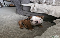 English Bulldog dogs for sale: English Bulldog  - Image 1