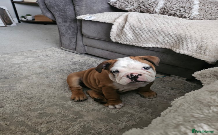 English Bulldog dogs - Advert 1