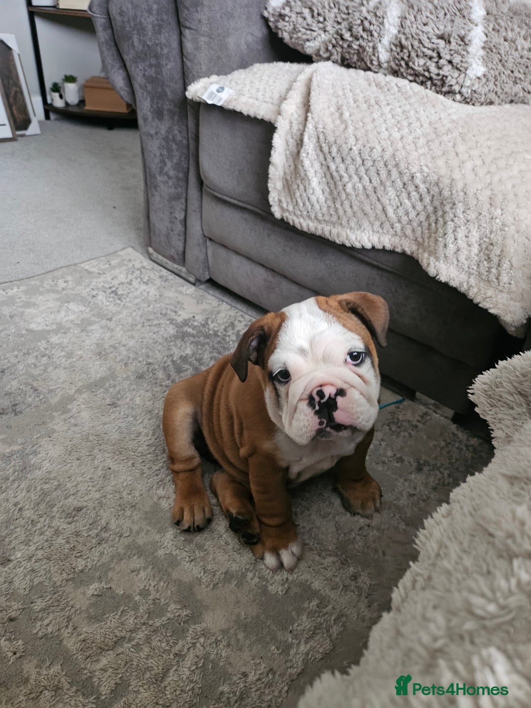 English Bulldog dogs for sale: English Bulldog  - Image 1