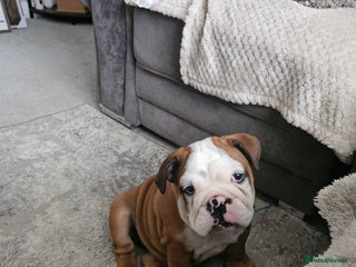 English Bulldog dogs - Advert 27