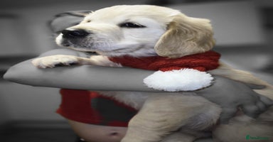 Golden Retriever dogs - Advert 1