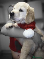 Golden Retriever dogs - Advert 1