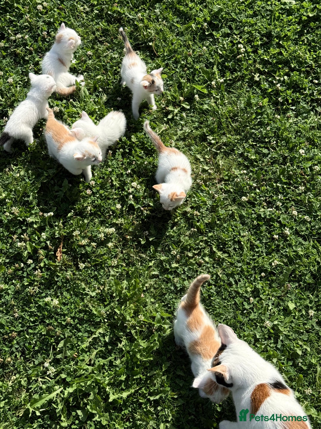 Mixed Breed cats for sale: A kitten - Image 12