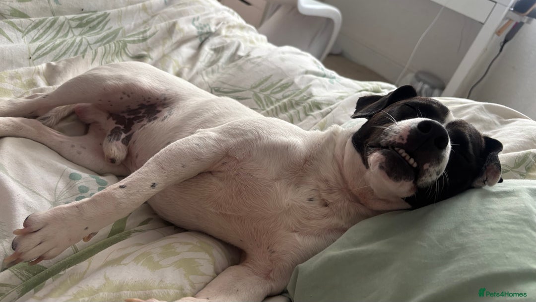 Mixed Breed dogs for sale: Eddie  - Advert 9