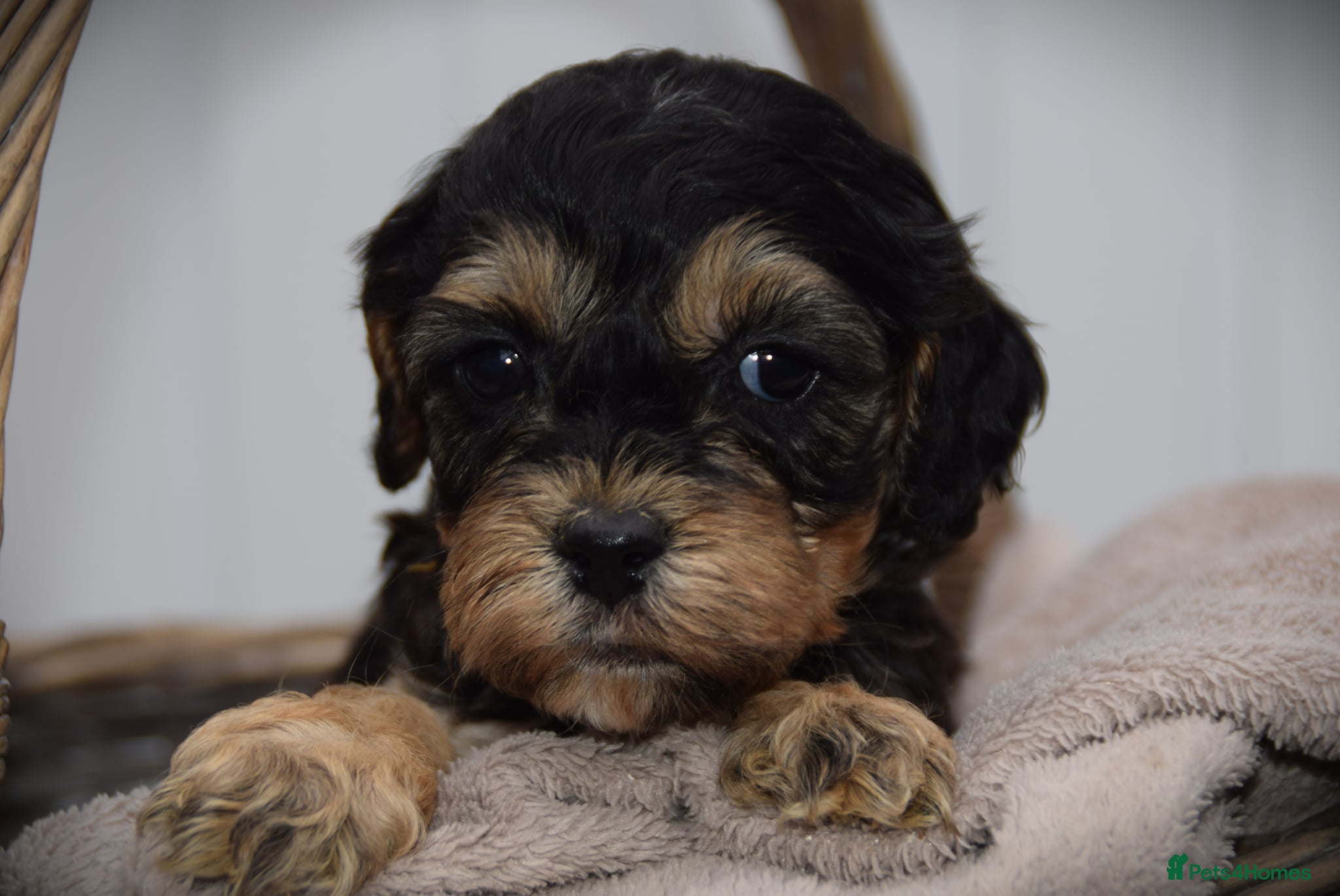 Cockapoo dogs American cockapoos (yankydoodles)  - Advert 13