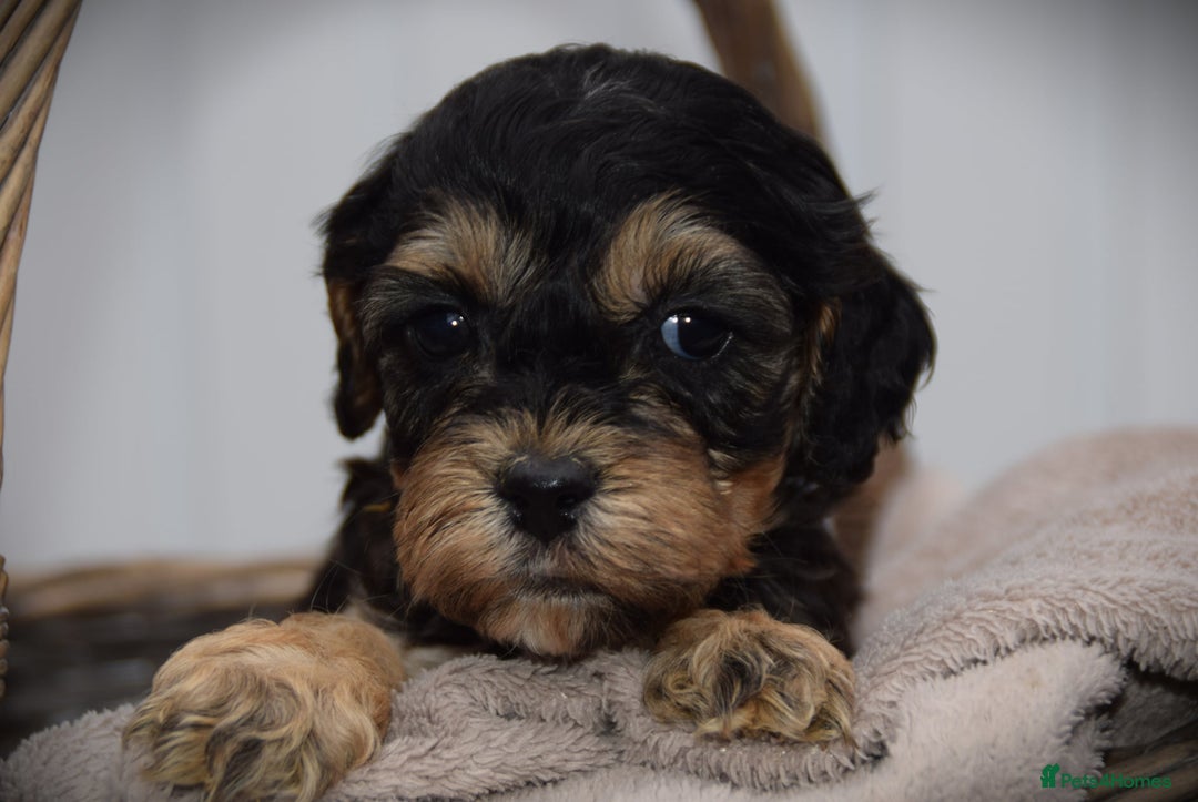 Cockapoo dogs for sale: American cockapoos (yankydoodles)  - Advert 1