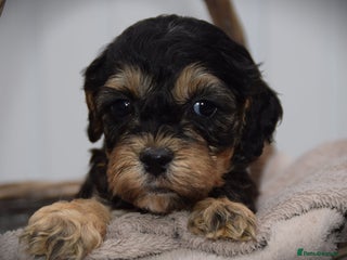 Cockapoo dogs American cockapoos (yankydoodles) - Advert 1