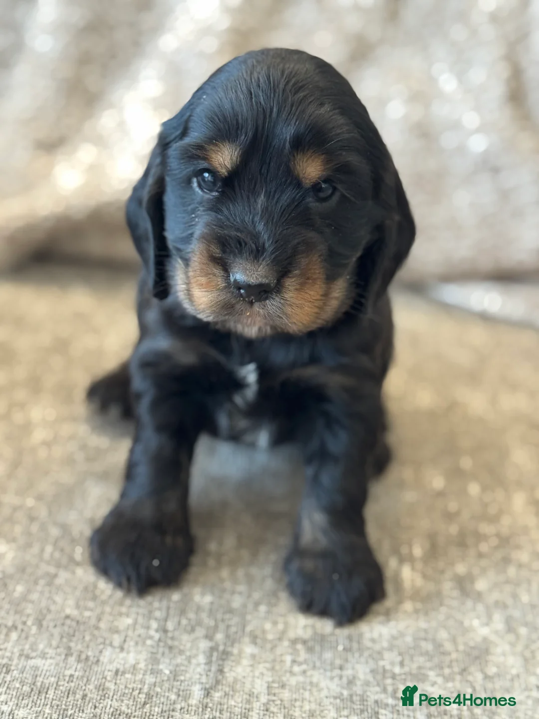 Cocker Spaniel dogs for sale: 100% SHOWTYPE COCKERS KC REGISTERED HEALTH TESTED  - Advert 8