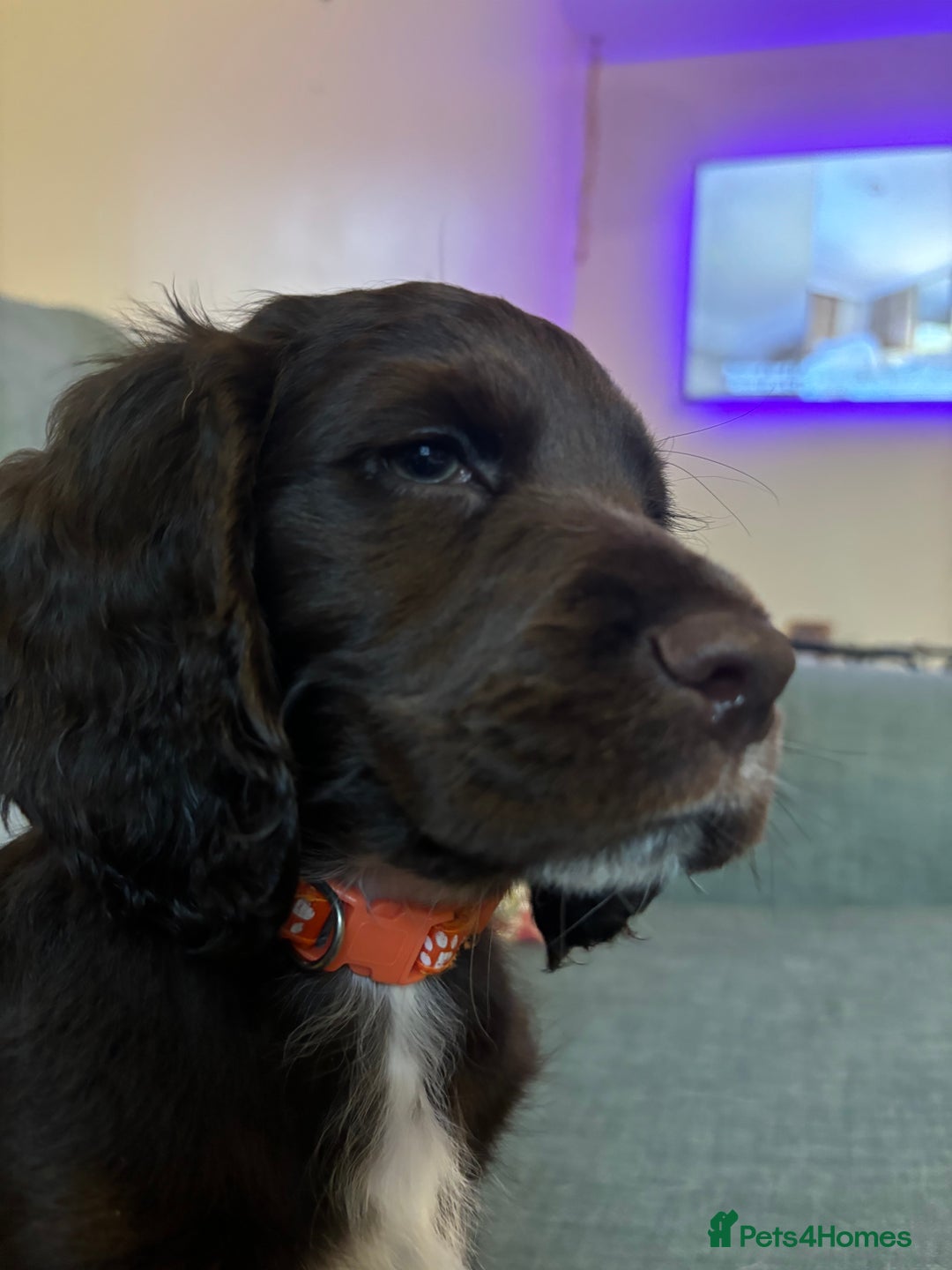 Cocker Spaniel dogs for sale: *Last little boy* chocolate cocker spaniel - Advert 26