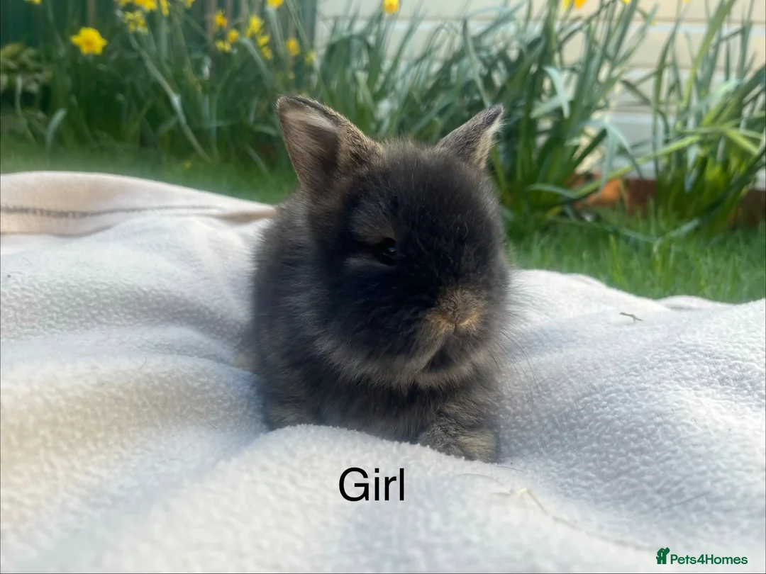 Mini Lop rabbits for sale: Mini  lops and mini double maned lionheads - Advert 9