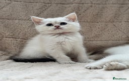 British Shorthair cats for sale: Champion sired Golden Colourpoint Kittens  - Image 9