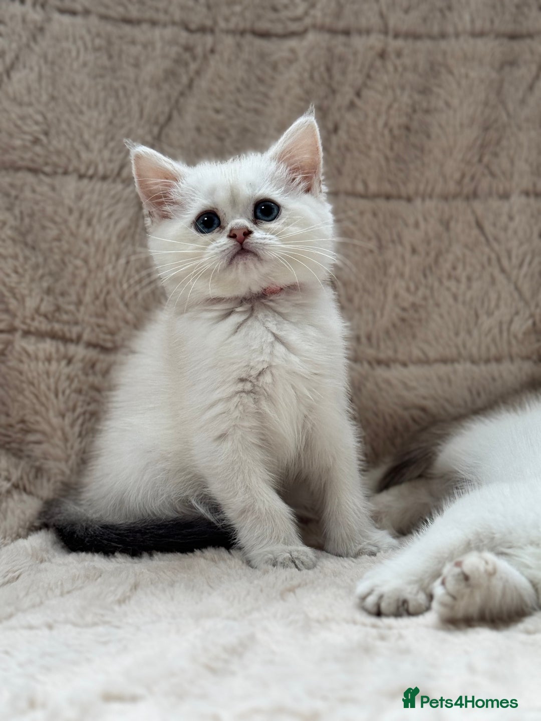 British Shorthair cats for sale: Champion sired Golden Colourpoint Kittens  - Image 9