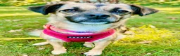 Mixed Breed dogs for adoption: Meet Marlene  12 months old  7kg Romanian mix  - Advert 6