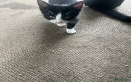 Mixed Breed cats for sale: 3cats for sale - Image 4