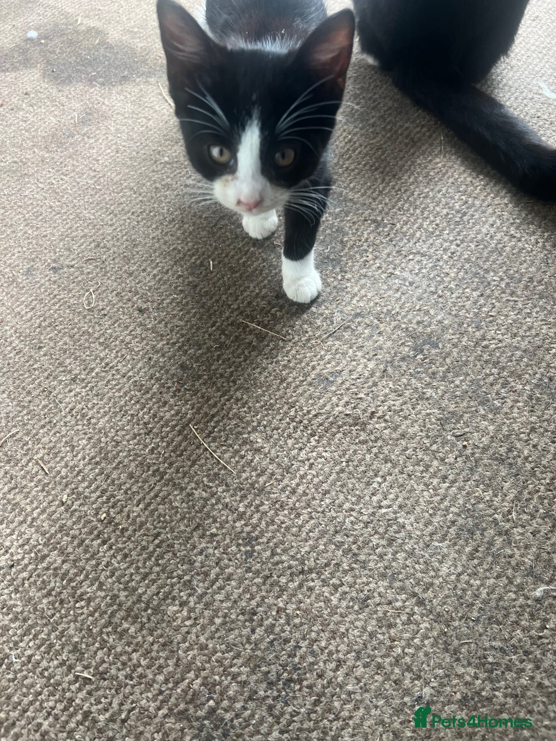 Mixed Breed cats for sale: 3cats for sale - Image 4