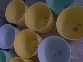 Axolotl reptiles Axolotl hatchlings - Advert 1