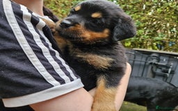 Rottweiler dogs for sale: Rottweiler Champion bloodline  - Image 40