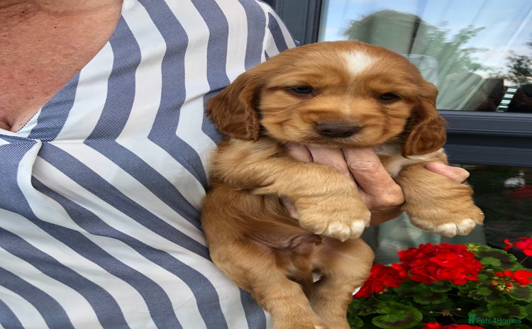 Cocker Spaniel dogs - Advert 1