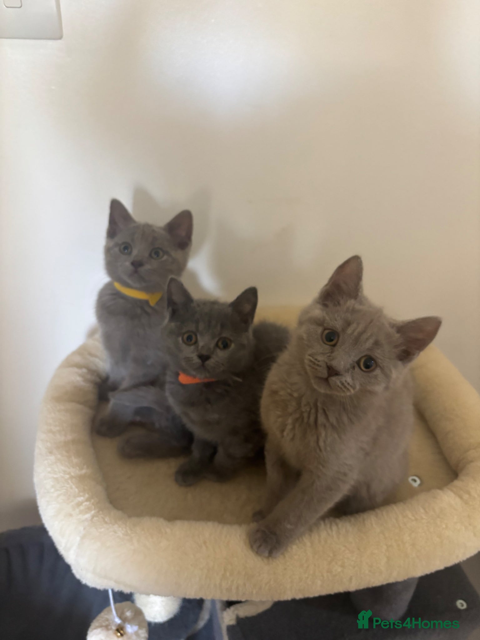 British Shorthair cats Full British Shorthair Kittens for Sale 🐾 - Advert 1