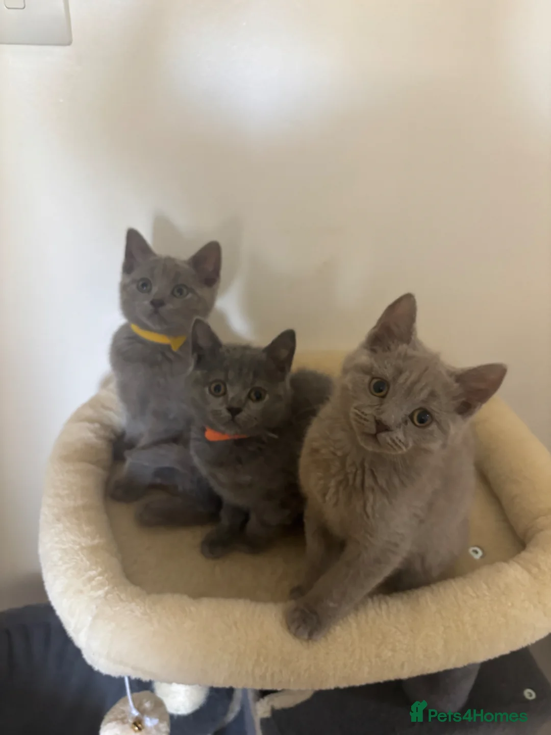 British Shorthair cats for sale: Full British Shorthair Kittens for Sale 🐾 - Advert 1