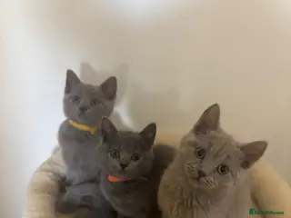 British Shorthair cats Full British Shorthair Kittens for Sale 🐾 - Advert 2