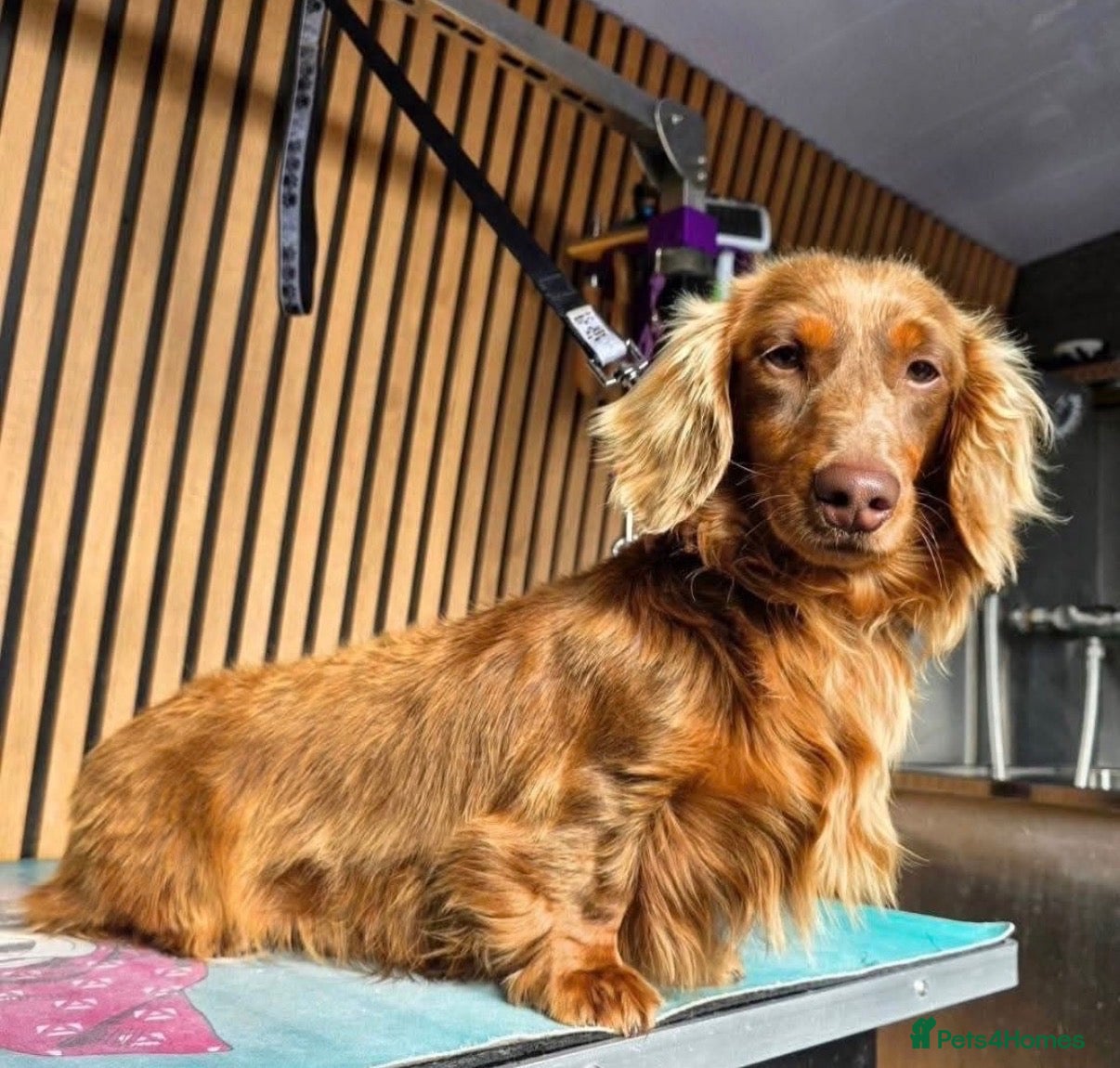 Miniature Dachshund dogs Miniature dachshund ‼️Reduced ‼️ - Advert 2