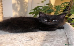 Maine Coon cats for sale: Black smoked boy  - Image 14